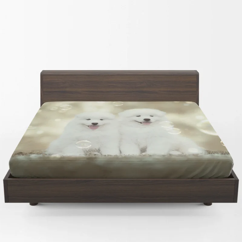 Friendly Charm: Samoyed Quartet Fitted Sheet 1