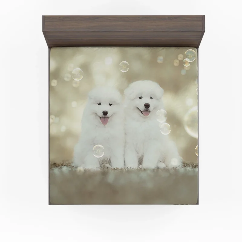 Friendly Charm: Samoyed Quartet Fitted Sheet