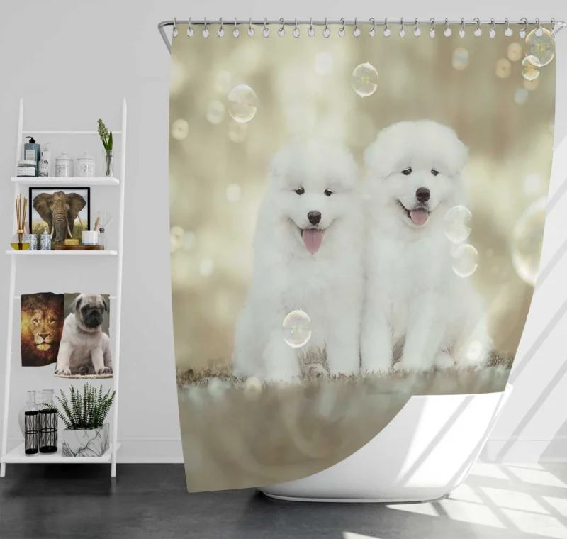 Friendly Charm: Samoyed Quartet Shower Curtain