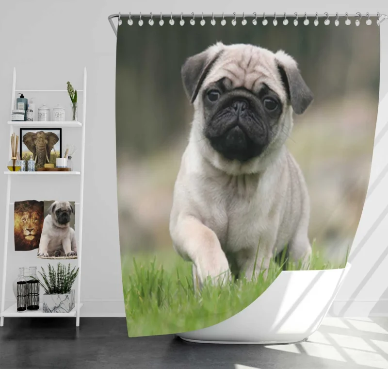 Friendly Pug Elegance: Fourfold Pug Quartet Shower Curtain