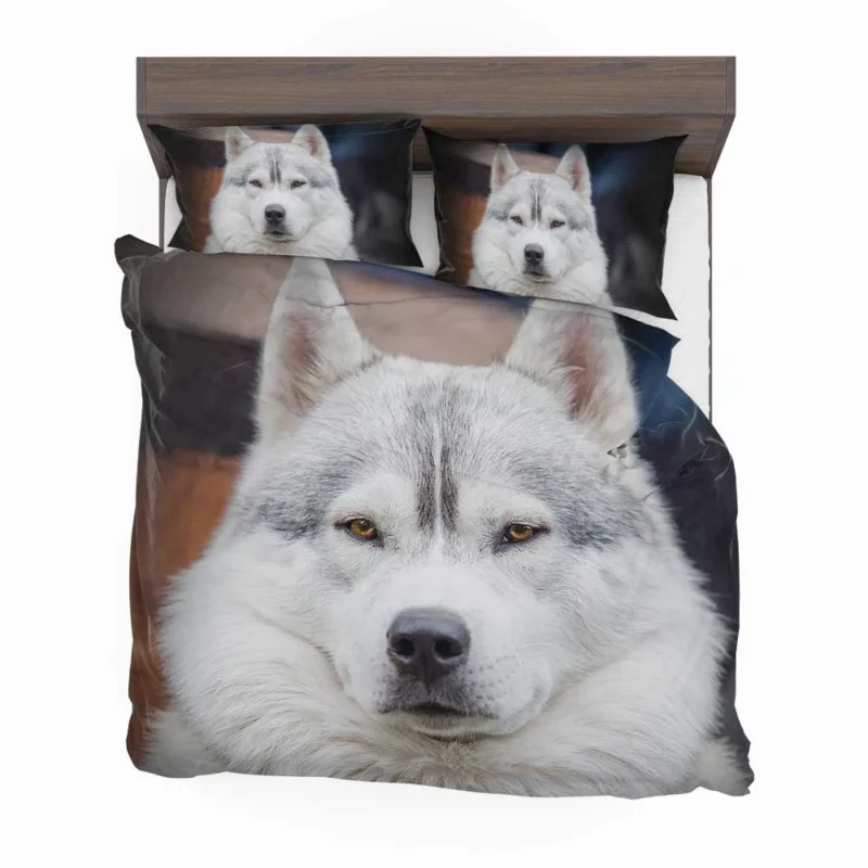 Frosty Delight: White Siberian Husky Quartet Bedding Set 1