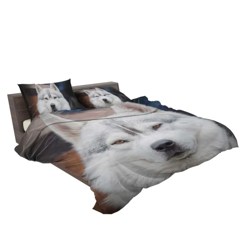 Frosty Delight: White Siberian Husky Quartet Bedding Set 2