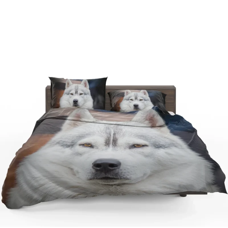 Frosty Delight: White Siberian Husky Quartet Bedding Set