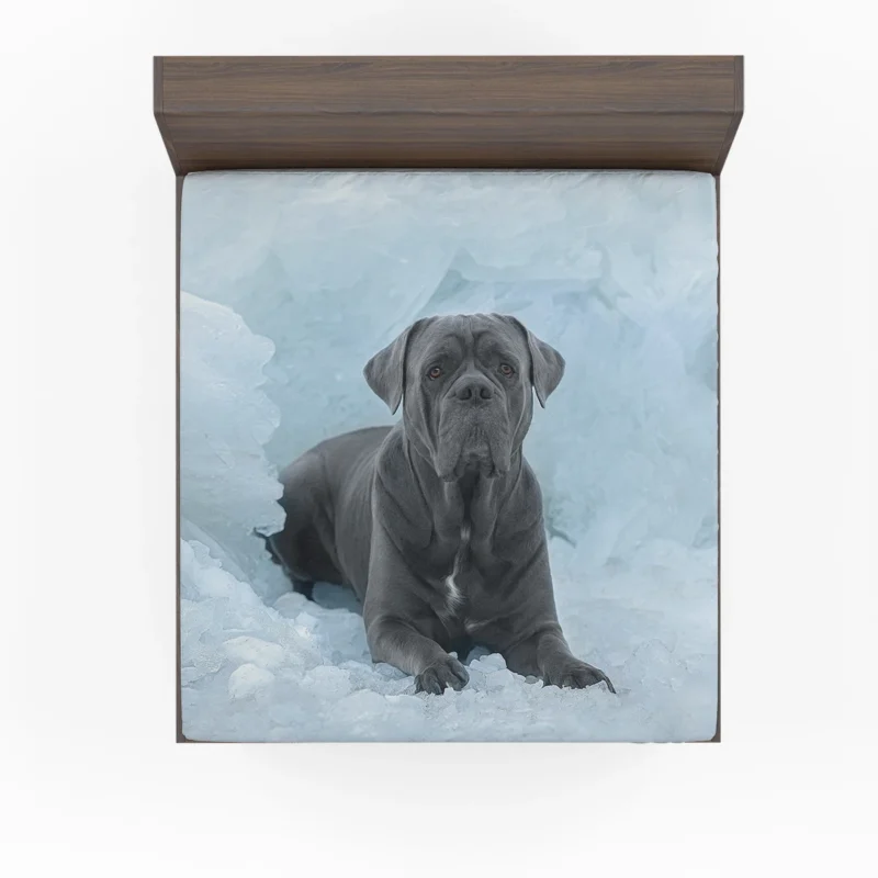 Frozen Majesty: Cane Corso Quartet Fitted Sheet