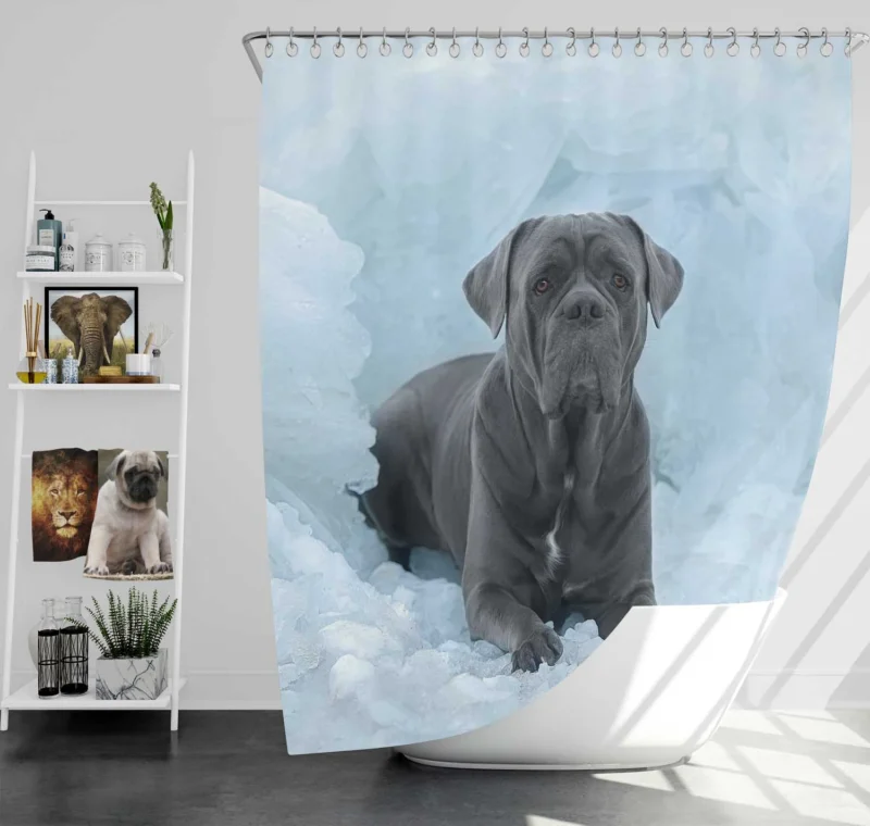 Frozen Majesty: Cane Corso Quartet Shower Curtain