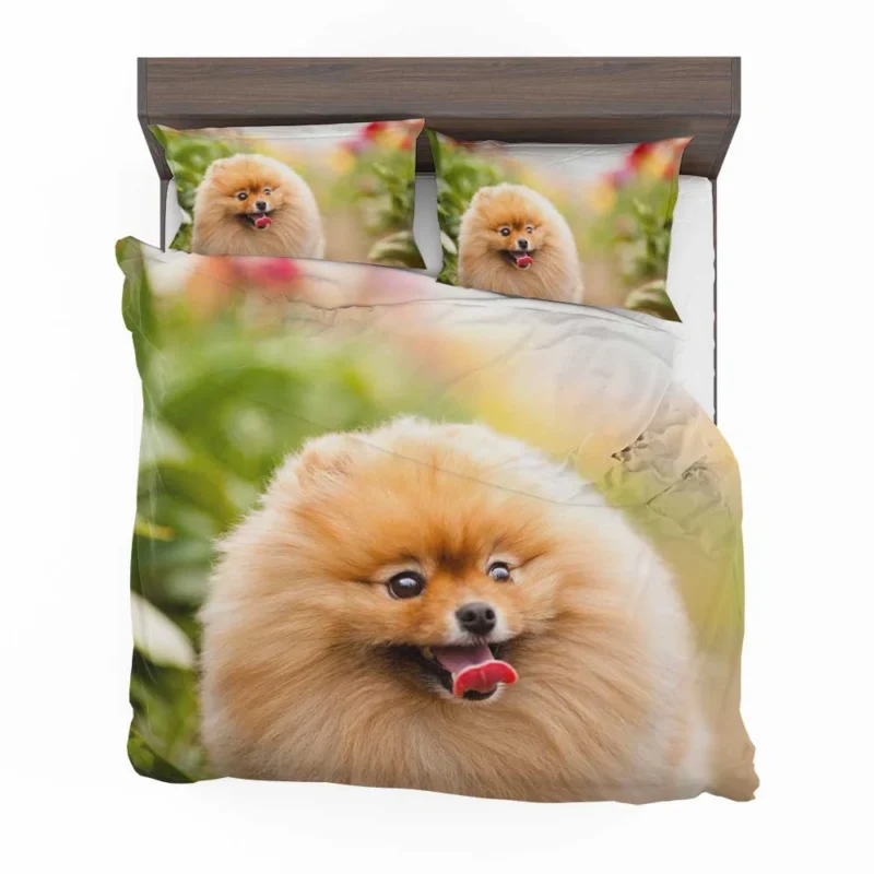 Furry Elegance: Pomeranian Quartet Bedding Set 1