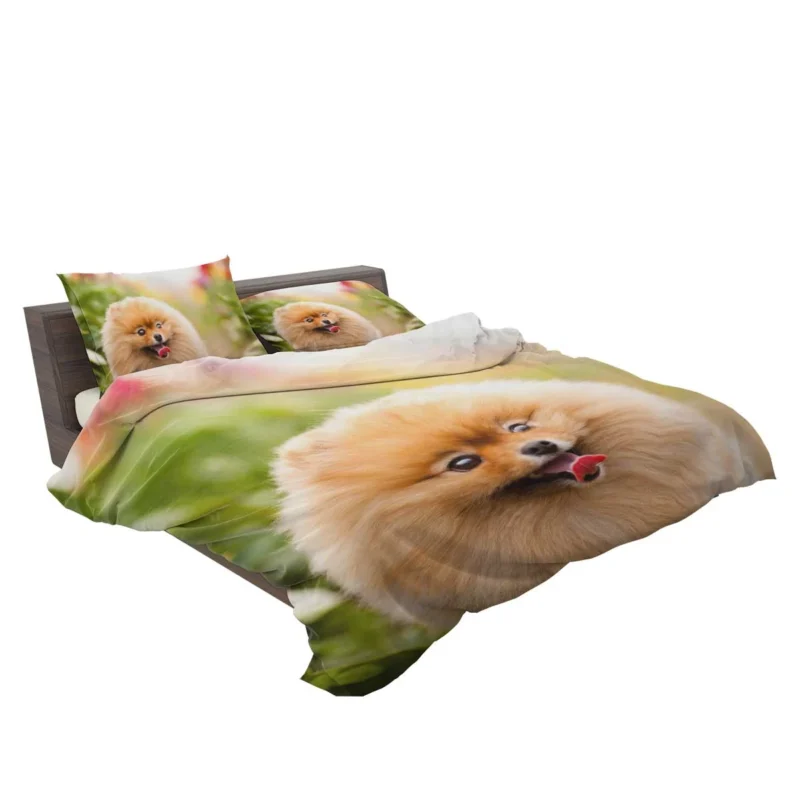 Furry Elegance: Pomeranian Quartet Bedding Set 2