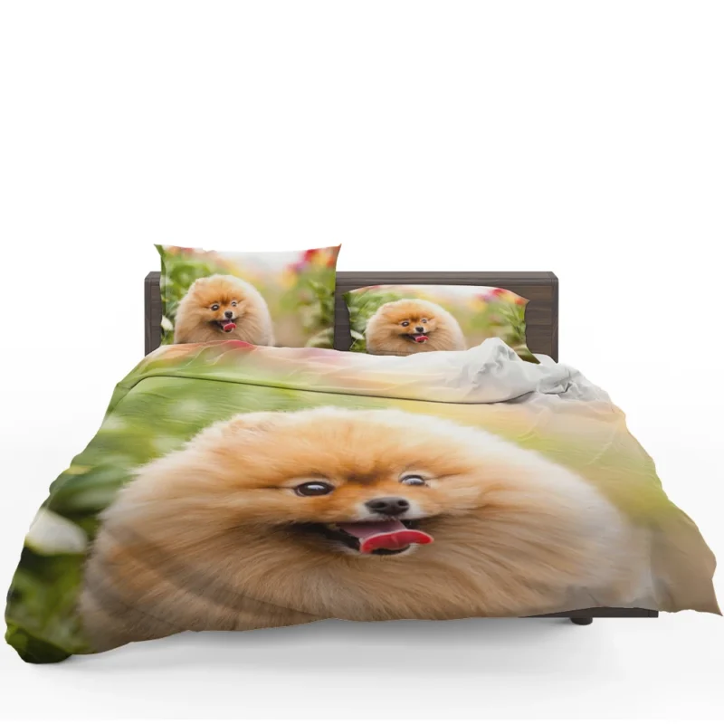 Furry Elegance: Pomeranian Quartet Bedding Set