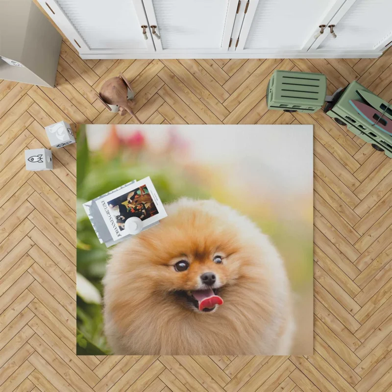 Furry Elegance: Pomeranian Quartet Floor Rug