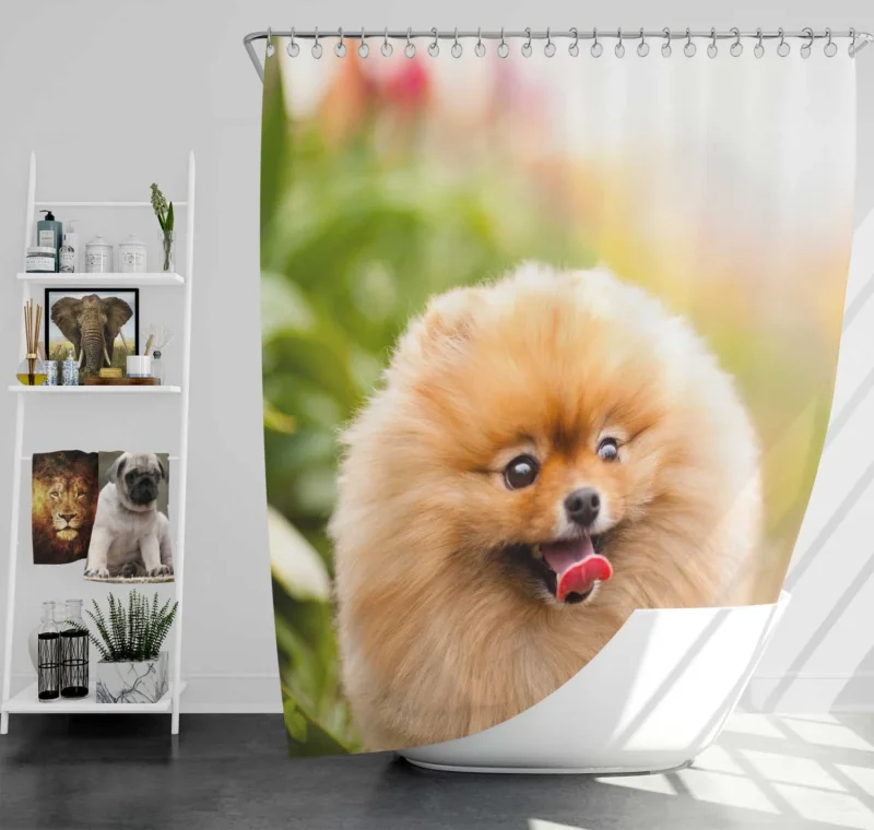 Furry Elegance: Pomeranian Quartet Shower Curtain