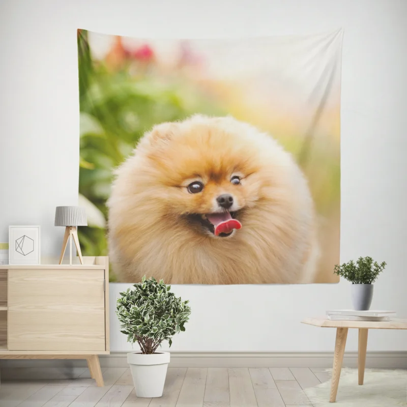 Furry Elegance  Pomeranian Quartet Wall Tapestry