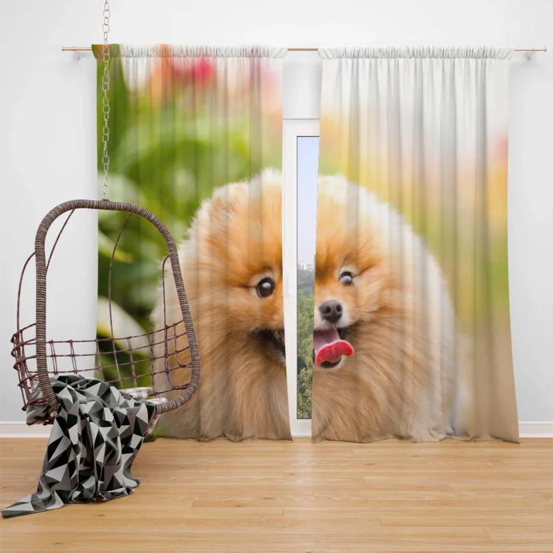 Furry Elegance: Pomeranian Quartet Window Curtain