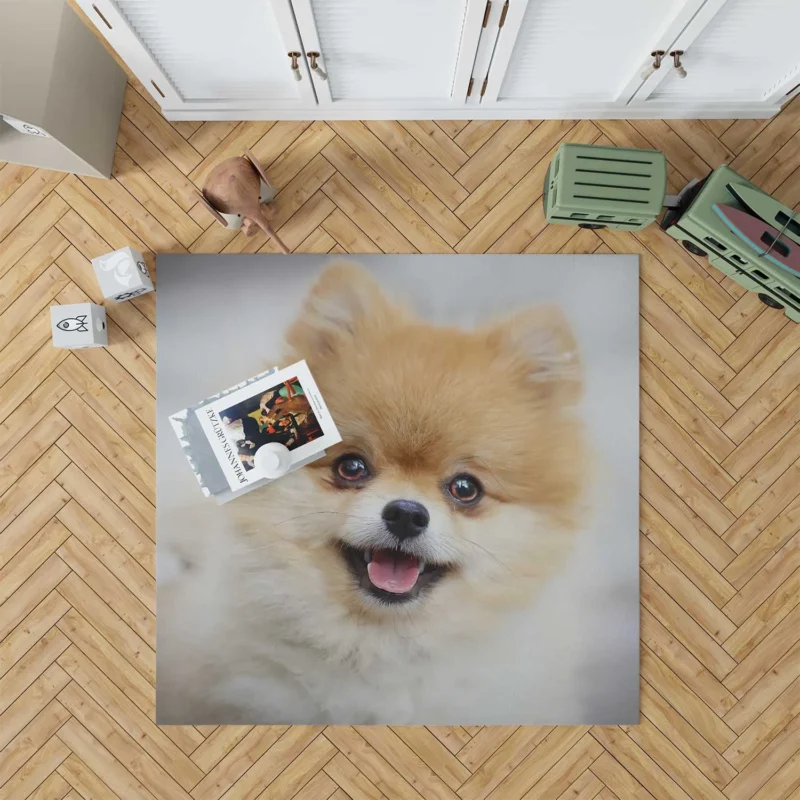 Furry Friendly Elegance: Pomeranian Quartet Floor Rug