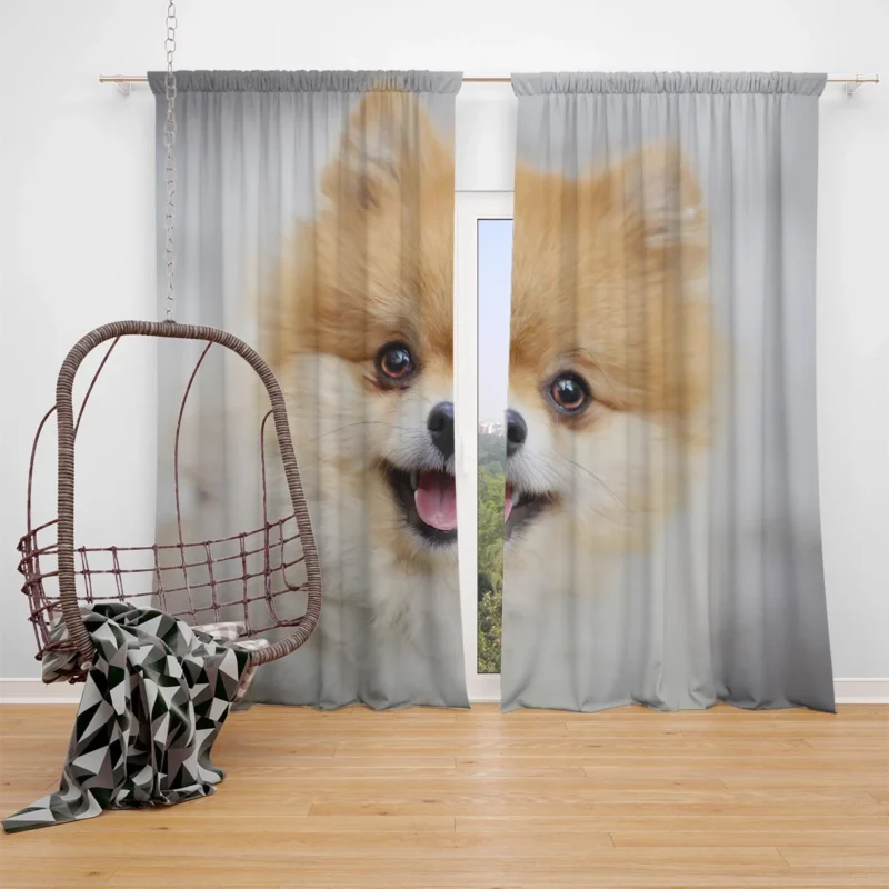 Furry Friendly Elegance: Pomeranian Quartet Window Curtain