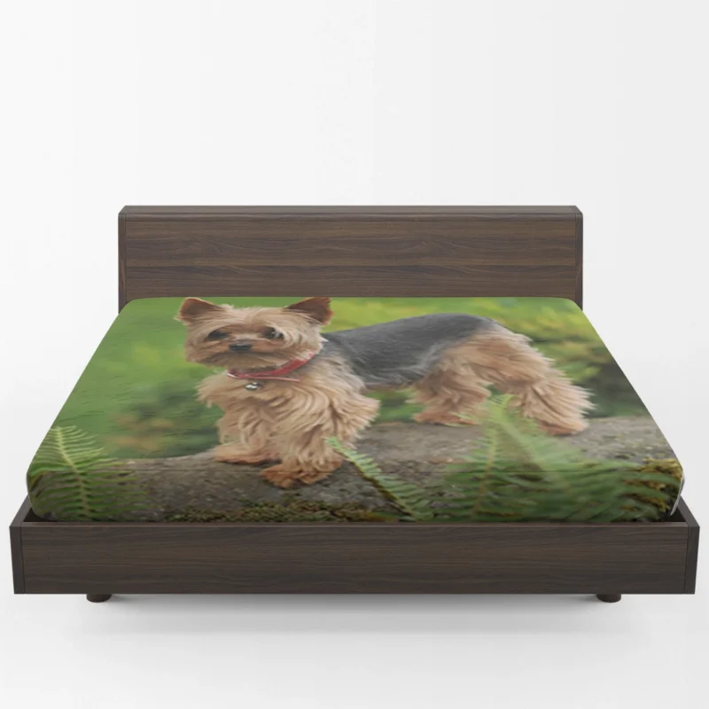 Gaze into Silkiness: Silky Terrier Quartet Fitted Sheet 1