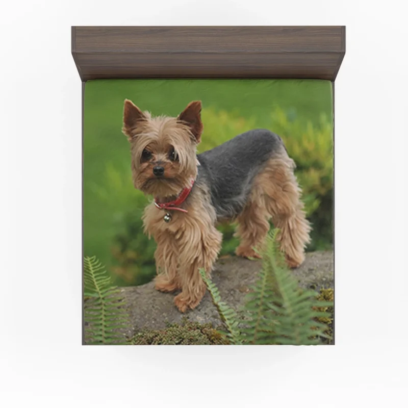 Gaze into Silkiness: Silky Terrier Quartet Fitted Sheet