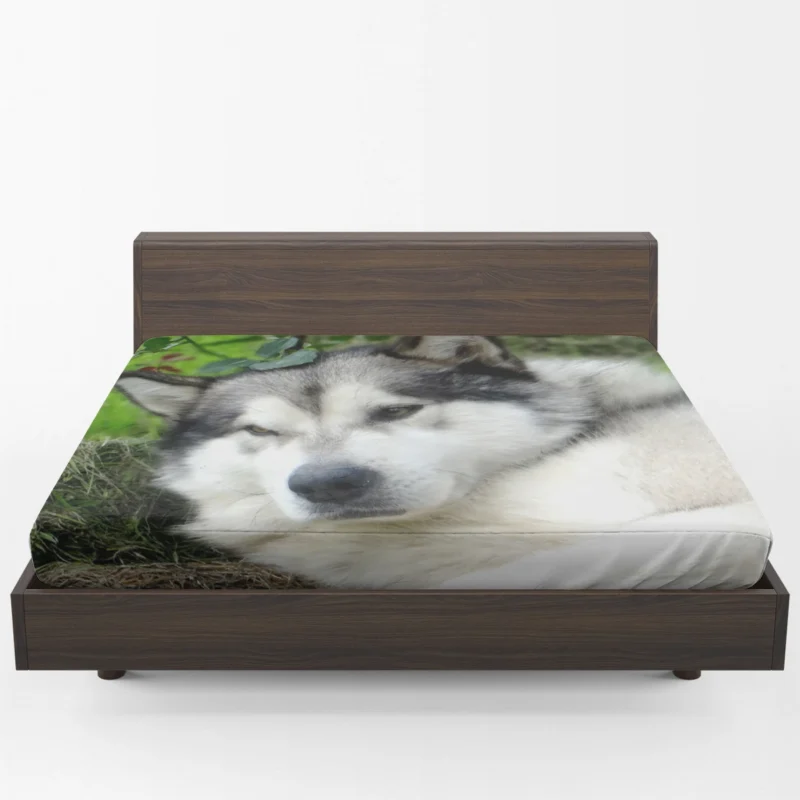 Gaze of Strength: Alaskan Malamute Quartet Fitted Sheet 1