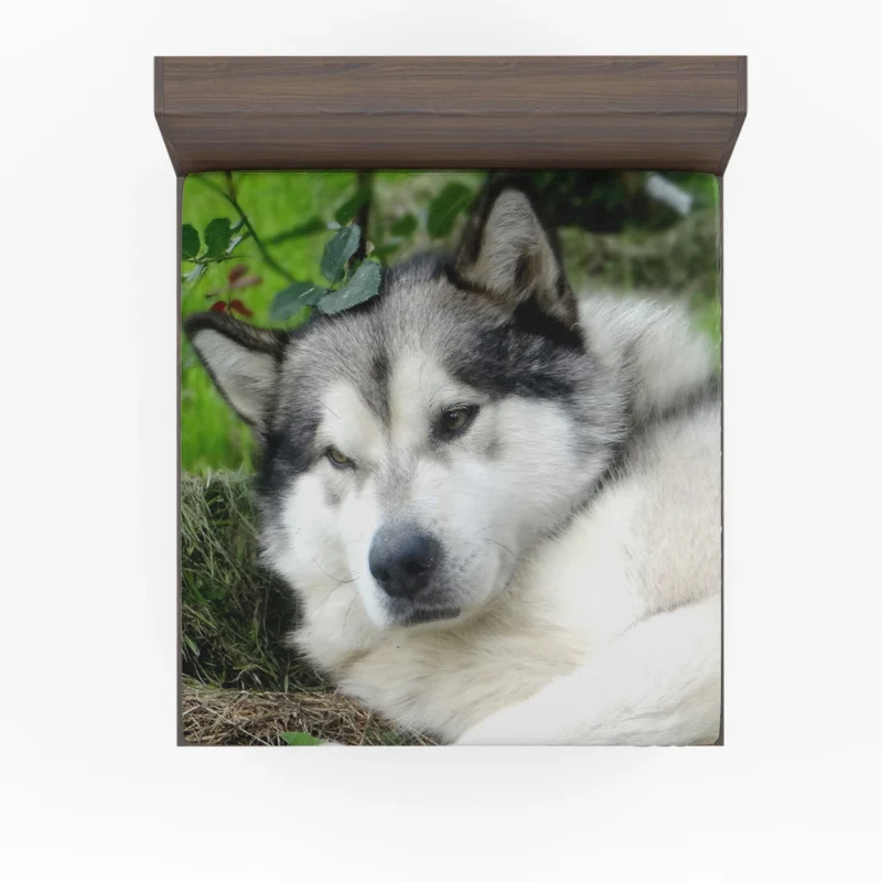 Gaze of Strength: Alaskan Malamute Quartet Fitted Sheet