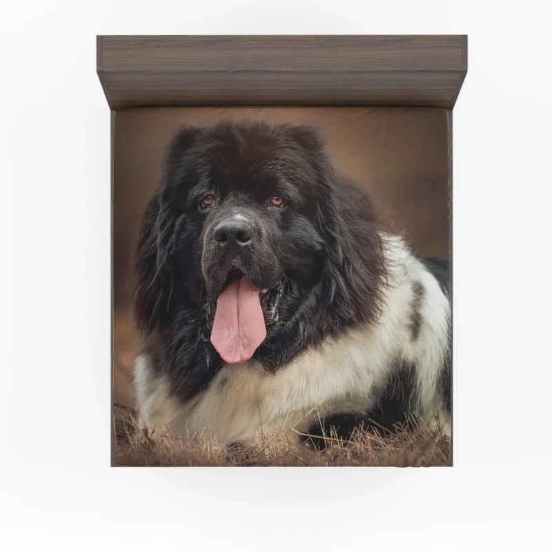 Gentle Giants: Newfoundland Muzzle Quartet Fitted Sheet