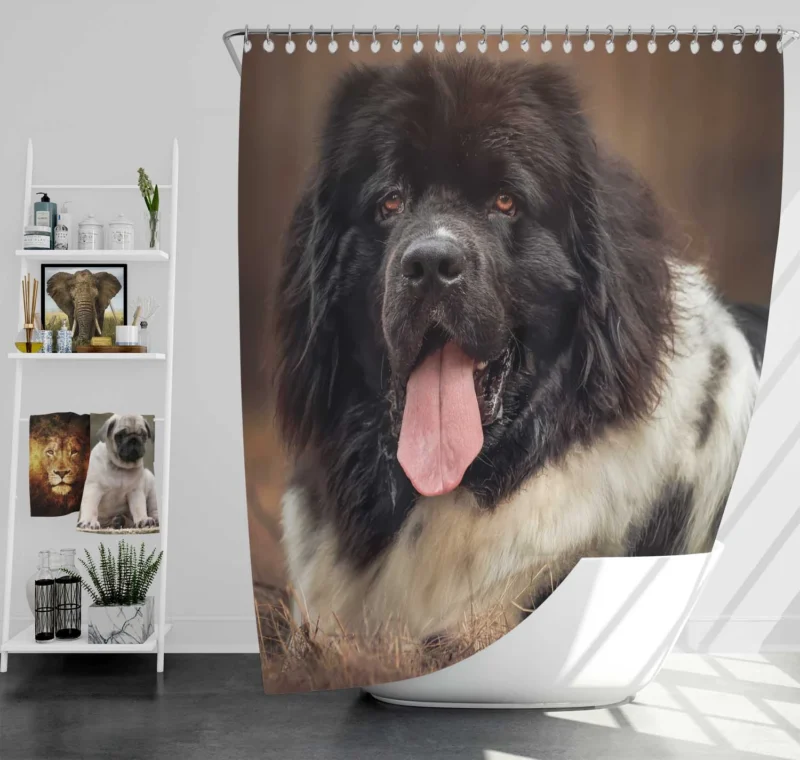 Gentle Giants: Newfoundland Muzzle Quartet Shower Curtain