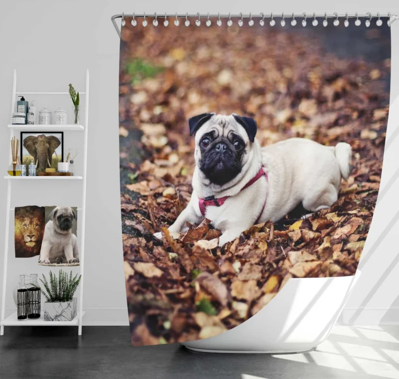 Gentle Pug Elegance: Fourfold Pug Quartet Shower Curtain