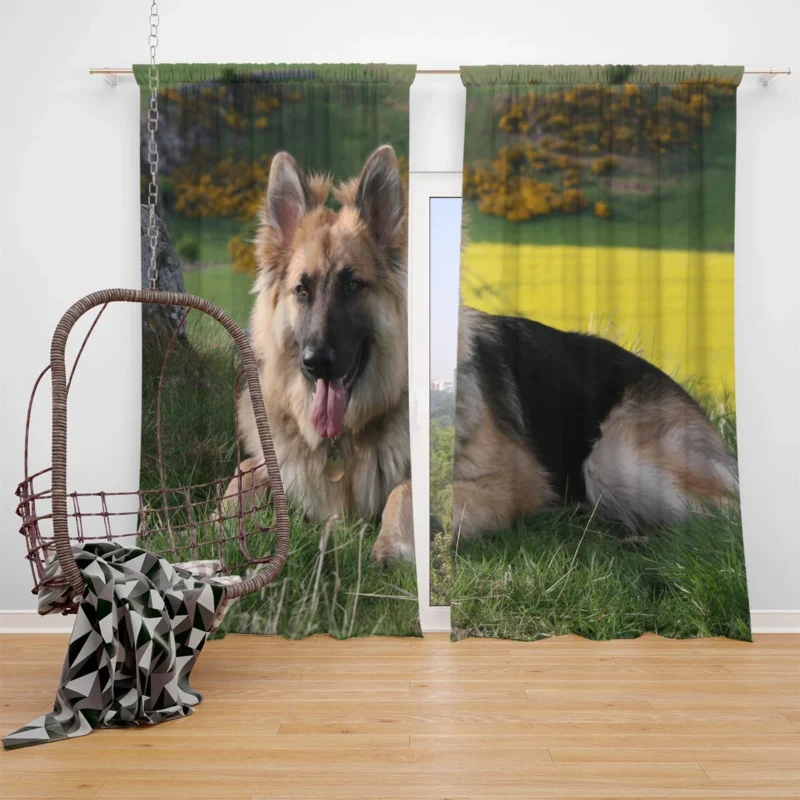 German Shepherd Splendor: Beauty in Every Detail Window Curtain