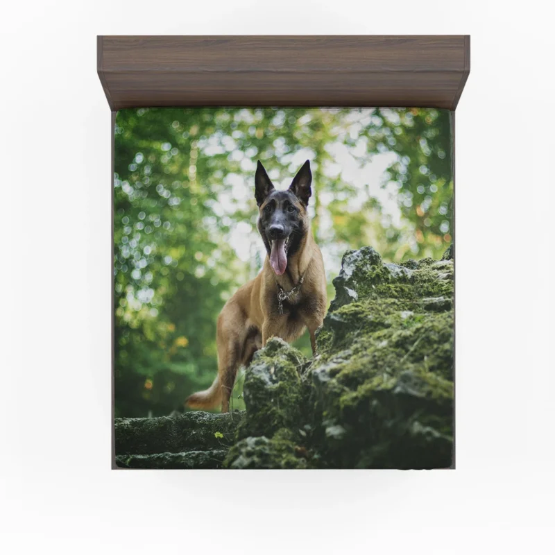 German Shepherd and Malinois in Bokeh: Belgian Shepherd Fitted Sheet