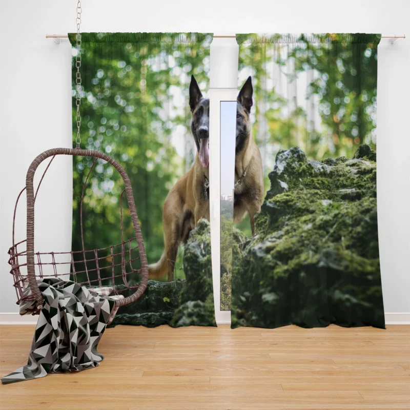 German Shepherd and Malinois in Bokeh: Belgian Shepherd Window Curtain