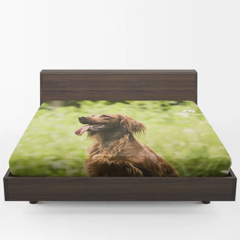 Graceful Canine Beauty: Irish Setter Quartet Fitted Sheet 1