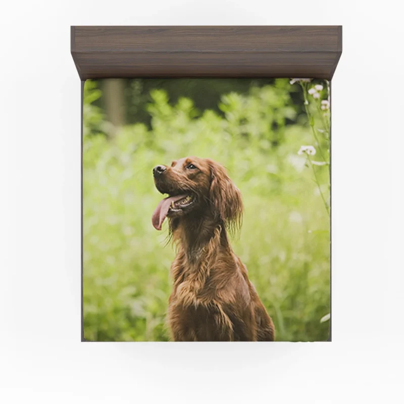 Graceful Canine Beauty: Irish Setter Quartet Fitted Sheet