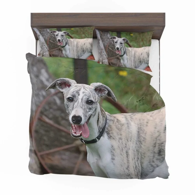 Graceful Canines in Motion: Whippet Quartet Bedding Set 1