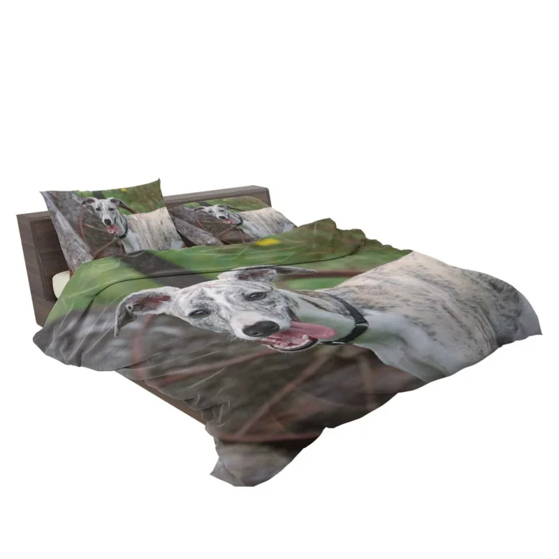 Graceful Canines in Motion: Whippet Quartet Bedding Set 2