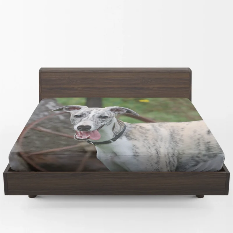 Graceful Canines in Motion: Whippet Quartet Fitted Sheet 1