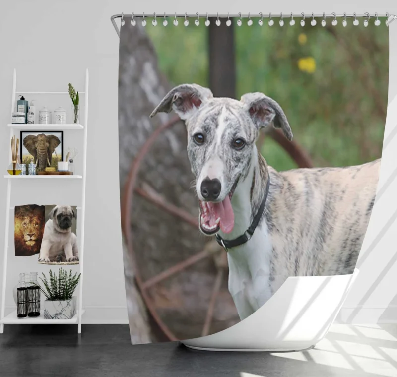 Graceful Canines in Motion: Whippet Quartet Shower Curtain