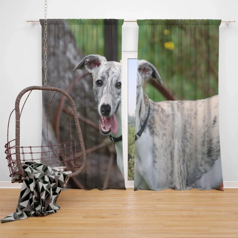 Graceful Canines in Motion: Whippet Quartet Window Curtain