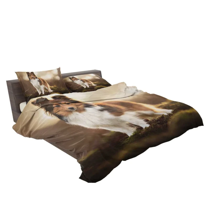 Graceful Shetland Sheepdog Assembly: Quartet Bedding Set 2