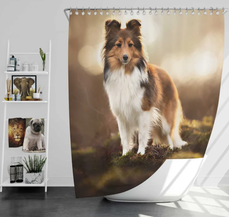 Graceful Shetland Sheepdog Assembly: Quartet Shower Curtain