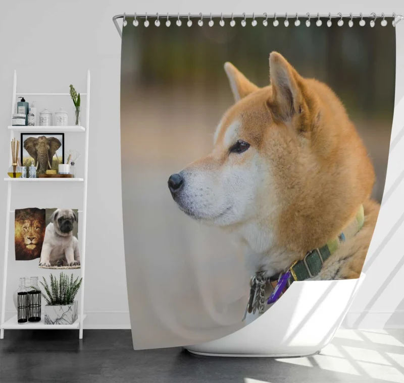 Graceful and Elegant: Shiba Inu Quartet Shower Curtain