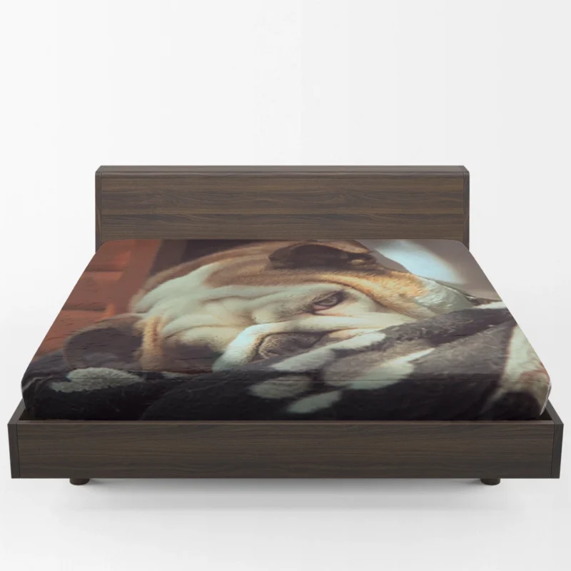 Graceful and Gentle: Bulldog Quartet Fitted Sheet 1