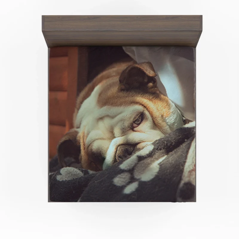 Graceful and Gentle: Bulldog Quartet Fitted Sheet