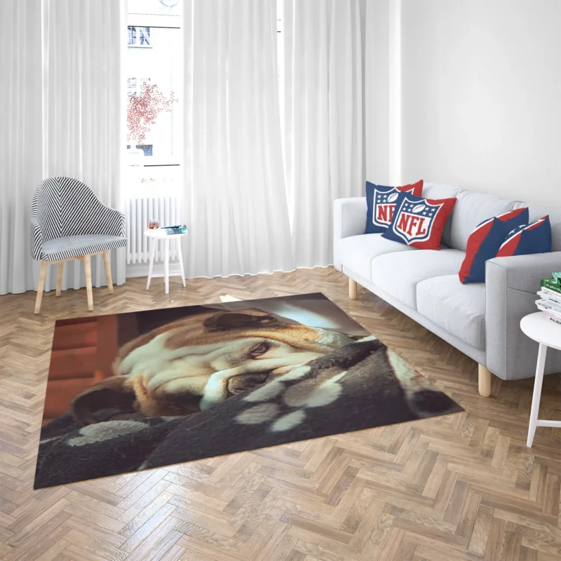 Graceful and Gentle: Bulldog Quartet Floor Rug 2