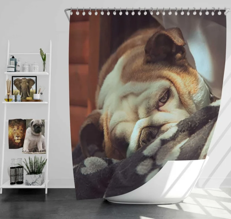 Graceful and Gentle: Bulldog Quartet Shower Curtain