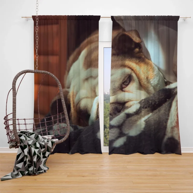 Graceful and Gentle: Bulldog Quartet Window Curtain