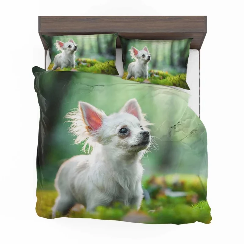 Graceful and Glorious: Chihuahua Quartet Bedding Set 1
