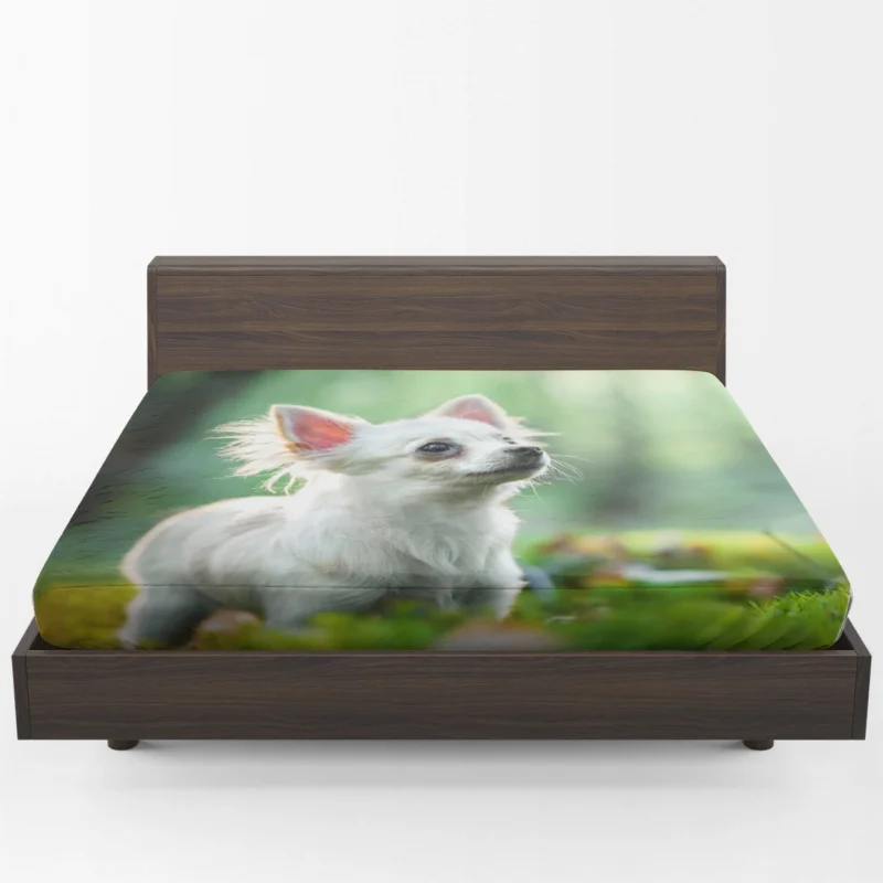 Graceful and Glorious: Chihuahua Quartet Fitted Sheet 1