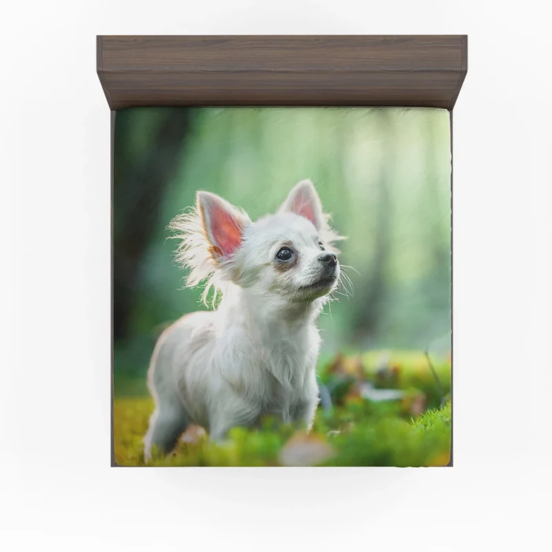 Graceful and Glorious: Chihuahua Quartet Fitted Sheet