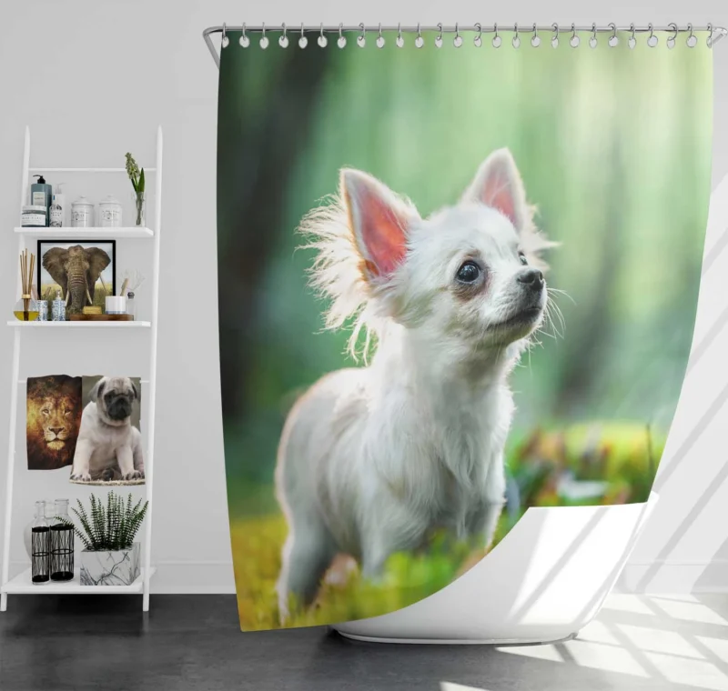 Graceful and Glorious: Chihuahua Quartet Shower Curtain