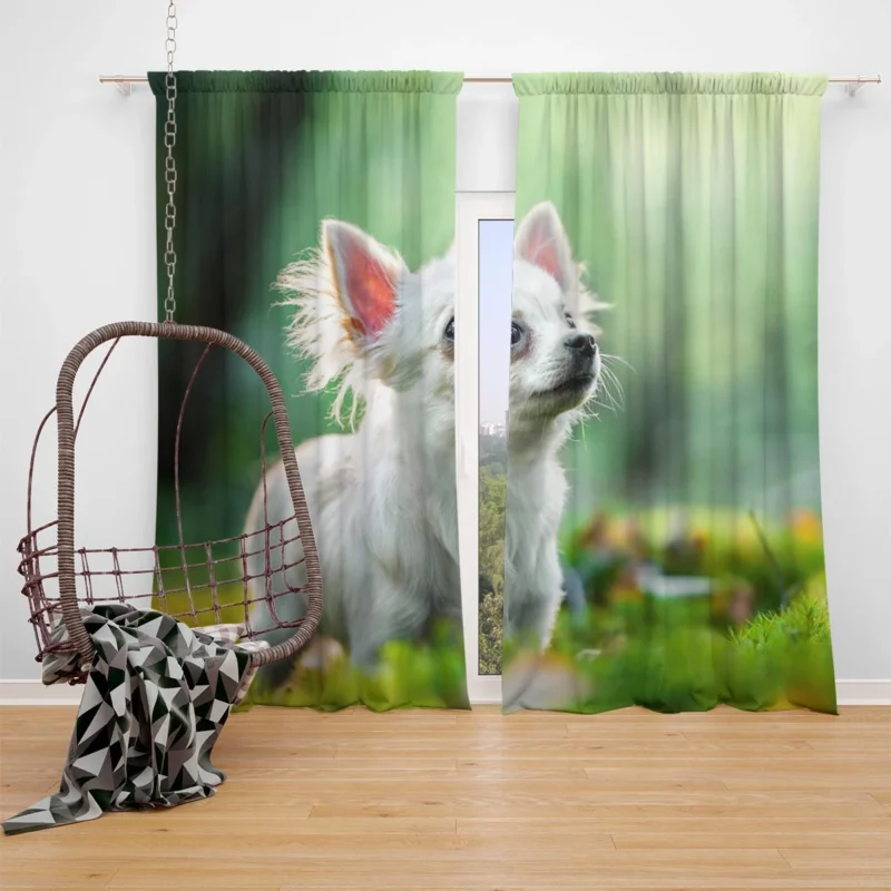 Graceful and Glorious: Chihuahua Quartet Window Curtain