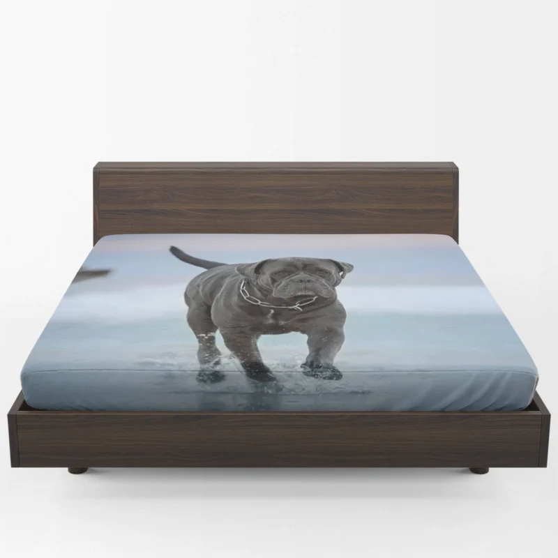 Graceful and Majestic: Cane Corso Quartet Fitted Sheet 1