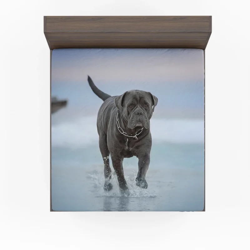 Graceful and Majestic: Cane Corso Quartet Fitted Sheet